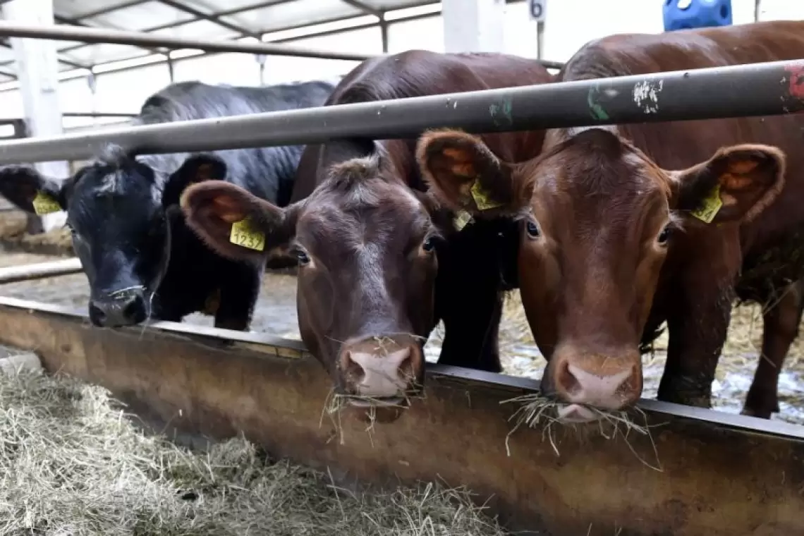 Schemă de ajutor de stat pentru susținerea activității crescătorilor din sectorul bovinelor de carne și al bubalinelor