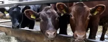 Schemă de ajutor de stat pentru susținerea activității crescătorilor din sectorul bovinelor de carne și al bubalinelor