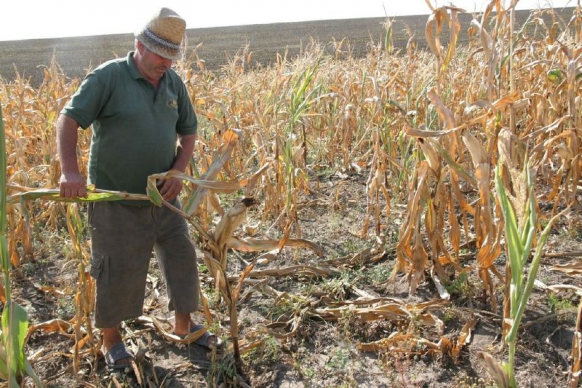 Noi măsuri de sprijin cu caracter temporar destinate producătorilor agricoli în scopul gestionării efectelor fenomenului de secetă pedologică din anul 2023