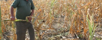 Noi măsuri de sprijin cu caracter temporar destinate producătorilor agricoli în scopul gestionării efectelor fenomenului de secetă pedologică din anul 2023