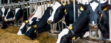 MADR | Proiect de act normativ pentru susținerea activității crescătorilor de animale