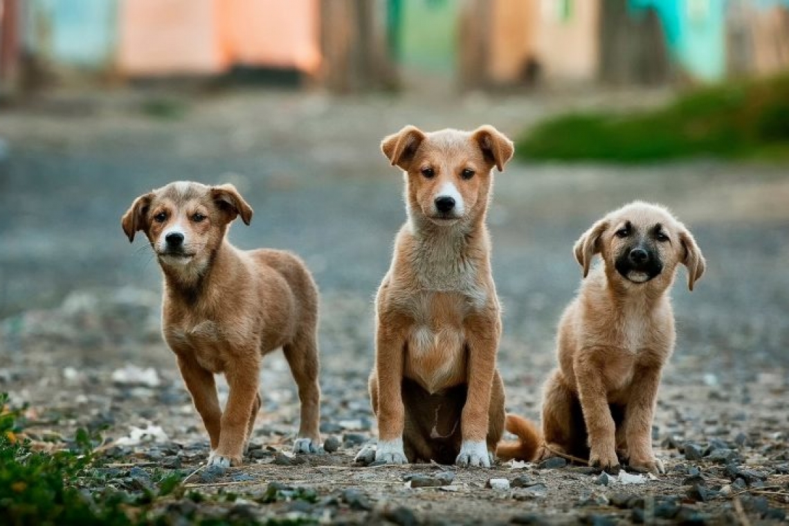 Primăria Roseți, protocol de colaborare pentru capturarea câinilor fără stăpân de pe raza comunei
