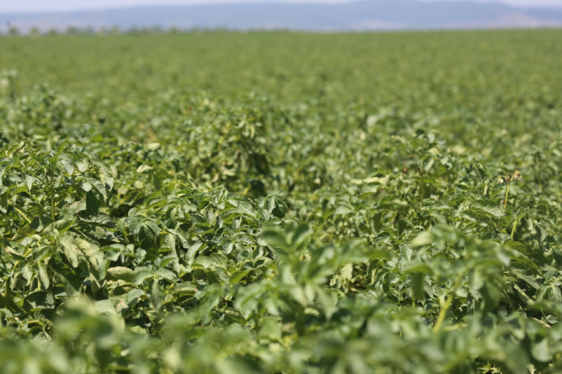 Au fost aprobate plafoanele alocate ajutoarelor naționale tranzitorii în sectorul vegetal