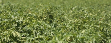 Au fost aprobate plafoanele alocate ajutoarelor naționale tranzitorii în sectorul vegetal