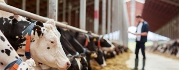 Schemă de ajutor de stat pentru sectorul creșterii animalelor