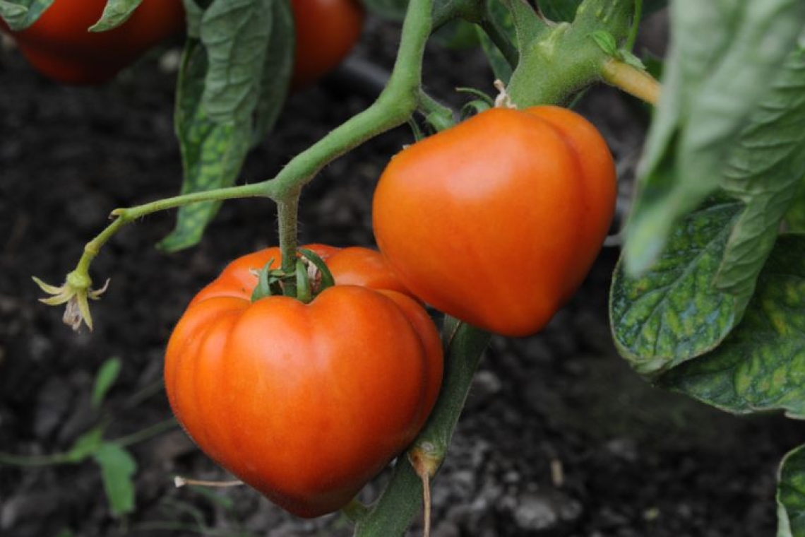 Ajutor de stat pentru compensarea parțială a pierderilor suferite la culturile de tomate și usturoi