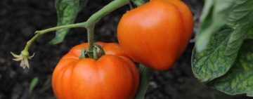 Ajutor de stat pentru compensarea parțială a pierderilor suferite la culturile de tomate și usturoi
