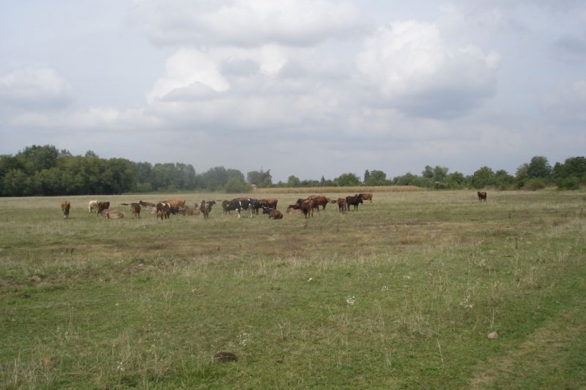 Primăria Grădiștea | Închirierea islazului comunal