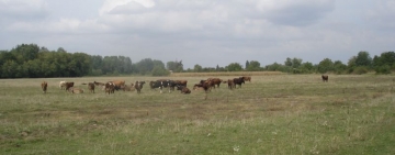 Primăria Grădiștea | Închirierea islazului comunal