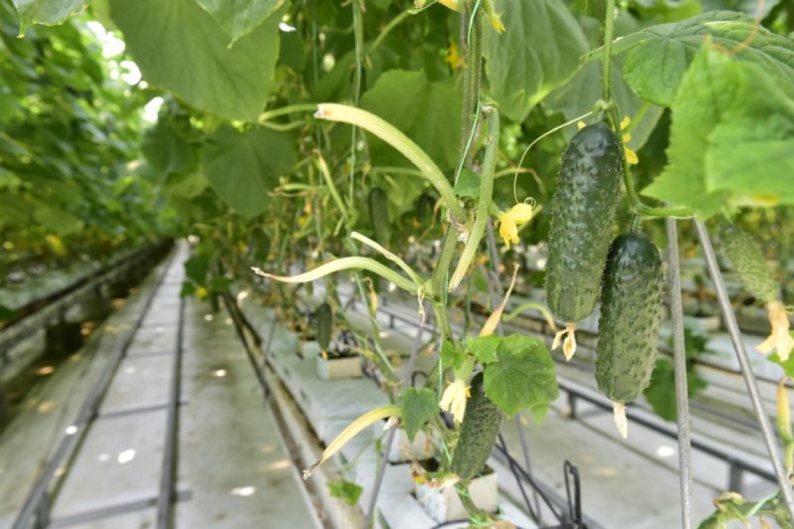 MADR continuă să susțină producția de legume cultivate în spații protejate și în perioada 2024-2025