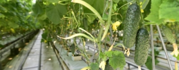 MADR continuă să susțină producția de legume cultivate în spații protejate și în perioada 2024-2025