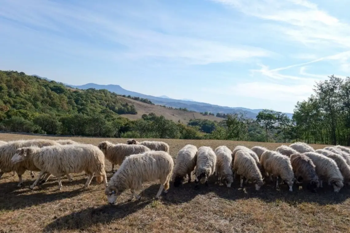 MADR | Sprijin financiar de urgență pentru crescătorii de ovine și caprine afectați de secetă