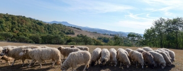 MADR | Sprijin financiar de urgență pentru crescătorii de ovine și caprine afectați de secetă