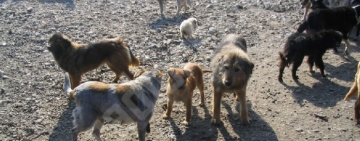 Ștefan Vodă | Protocol pentru capturarea câinilor fără stăpân de pe raza localității