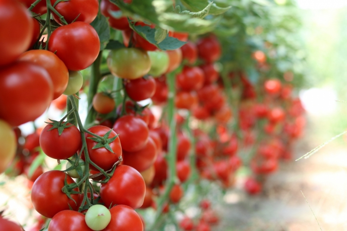 Guvernul aprobă simplificarea Programului de susținere a producției de legume cultivate în spații protejate (2025–2027)
