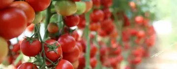 Guvernul aprobă simplificarea Programului de susținere a producției de legume cultivate în spații protejate (2025–2027)