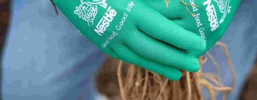 Oltenița, gazda proiectului ecologic „Pădurea de Miere Nestlé 2025”