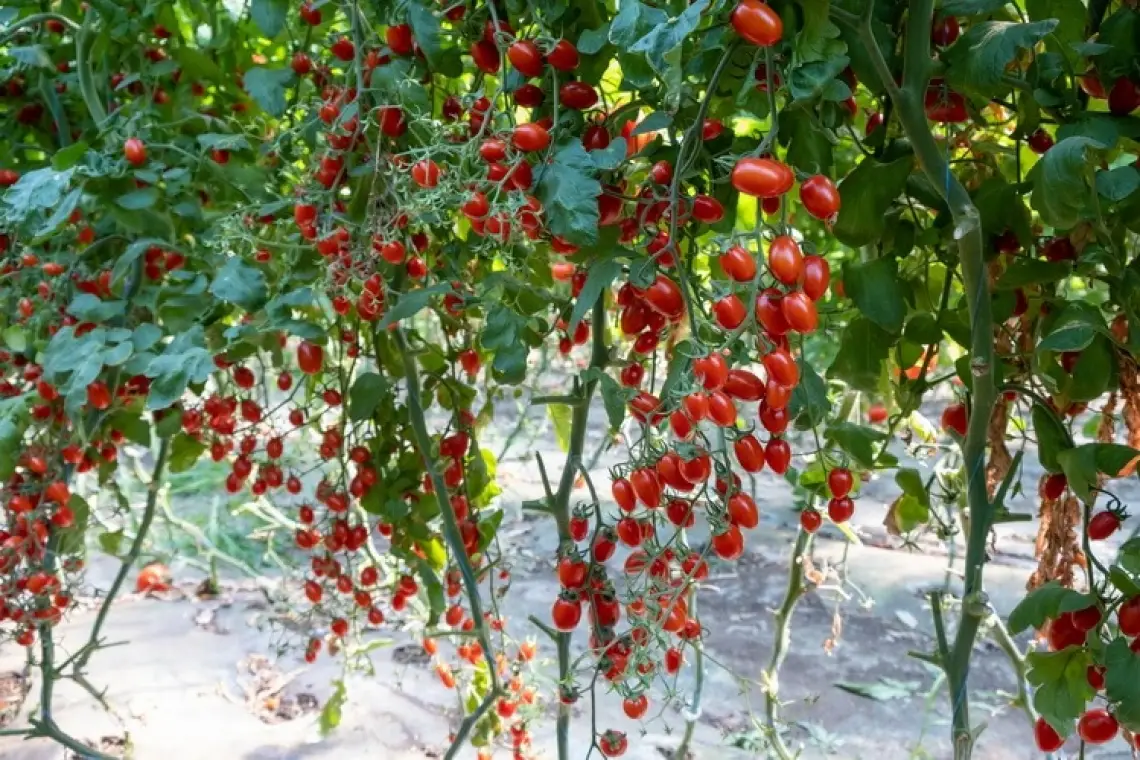 Investiție uriașă de 39 de milioane de euro în agricultura de top la Oltenița