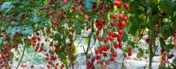 Investiție uriașă de 39 de milioane de euro în agricultura de top la Oltenița