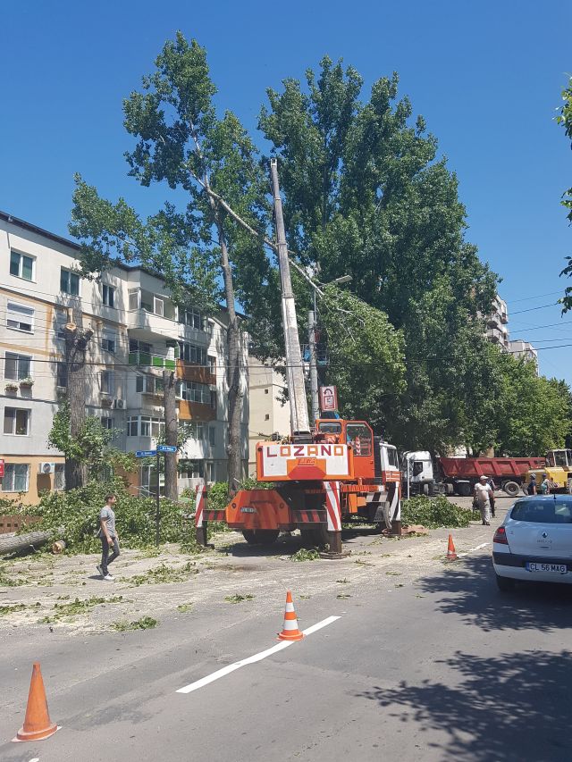taieri arbori 2017