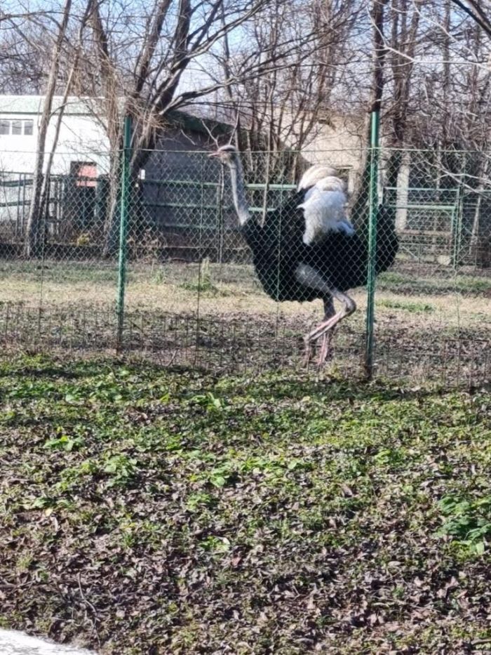 zoo3
