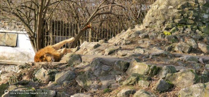 zoo9