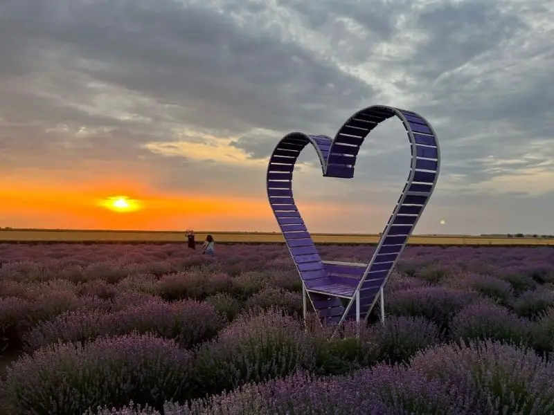 lavanda4