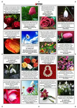 pag 12
